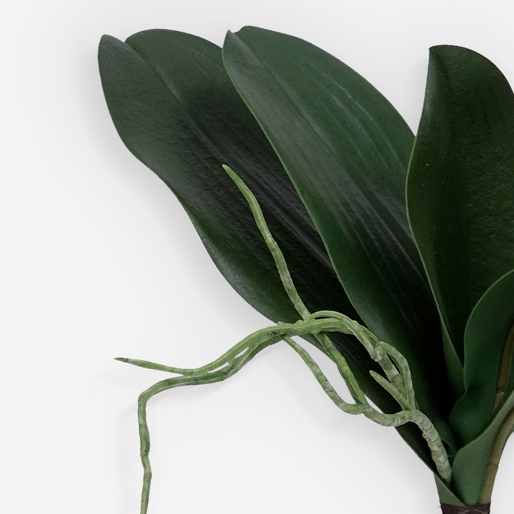 PHALENOPSIS